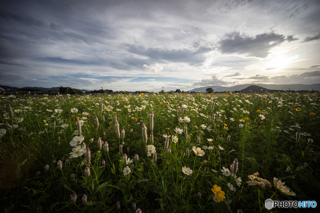 藤原宮跡のコスモス<1>