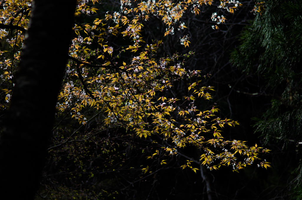 山桜