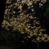 山桜