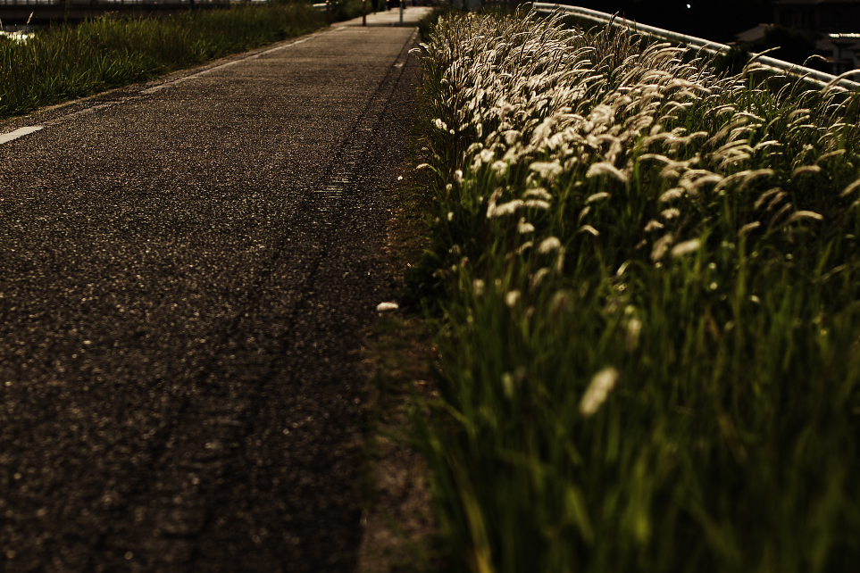 自転車道の脇で