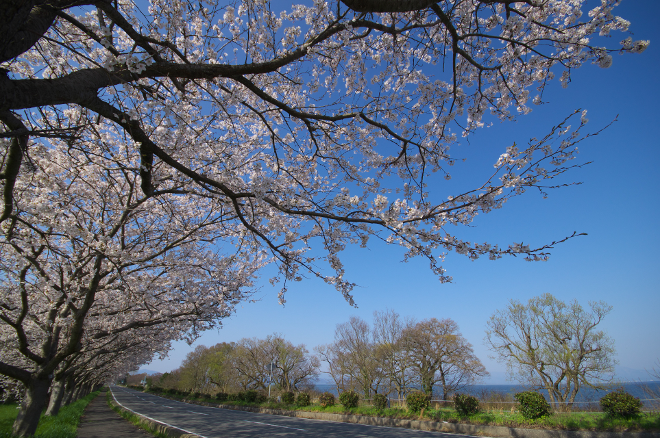 桜街道