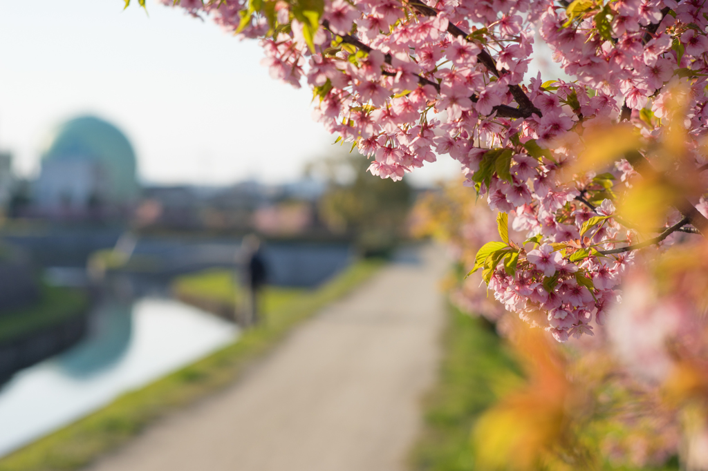 倉敷川と河津桜