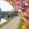 倉敷川と河津桜