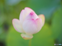 花開くとき 花開くとき
