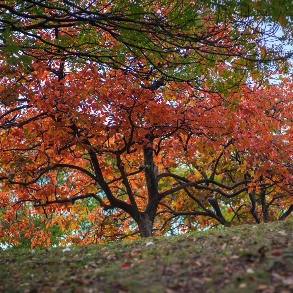 古室山古墳の紅葉<1>