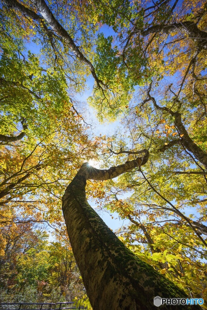 大山の紅葉<1>