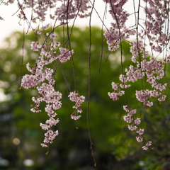 枝垂桜<2>