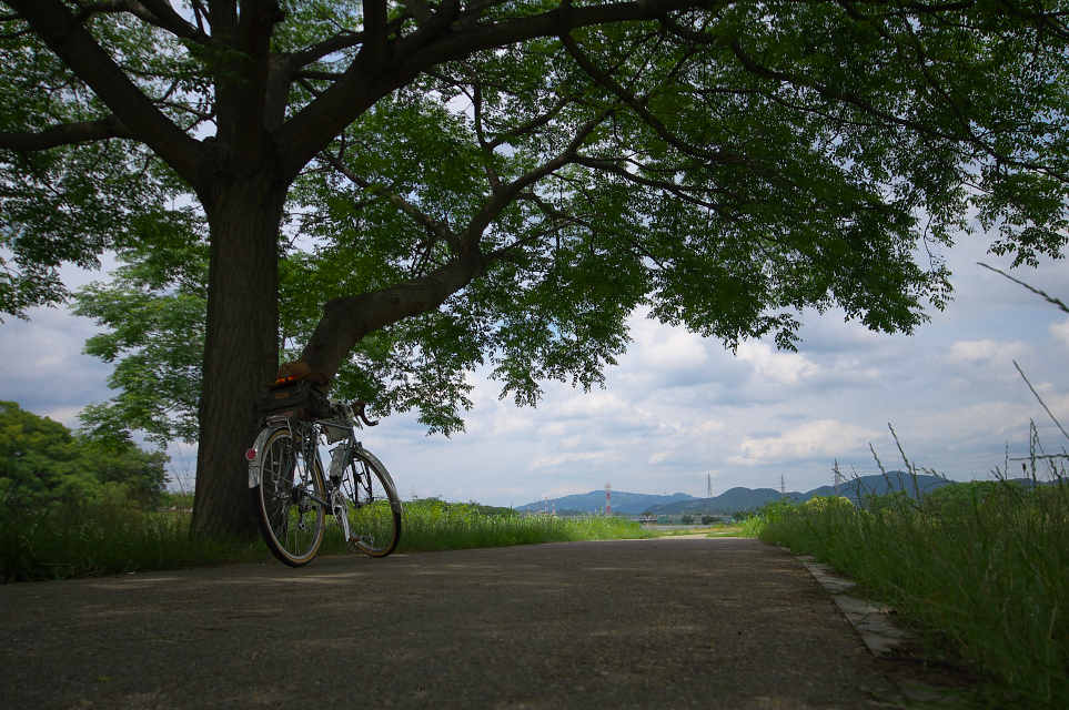 木陰