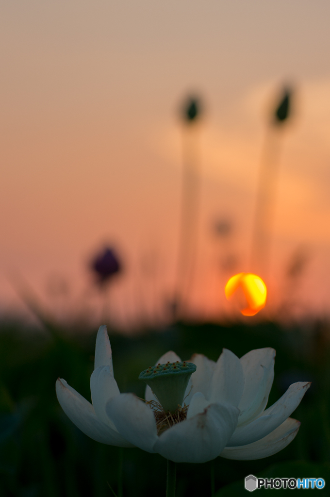 ハスと夕日<1>