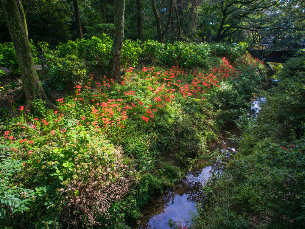 カメラマンの習性