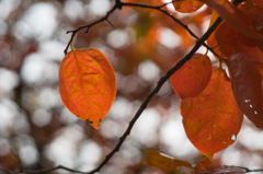 古室山古墳の紅葉<8>