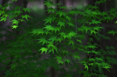 緑