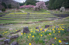 又兵衛桜<3>