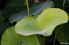 こちらも外せません。 こちらも外せません。