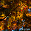 紅葉<スポットライト>