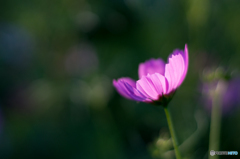 藤原宮跡の秋 午後の部<2>