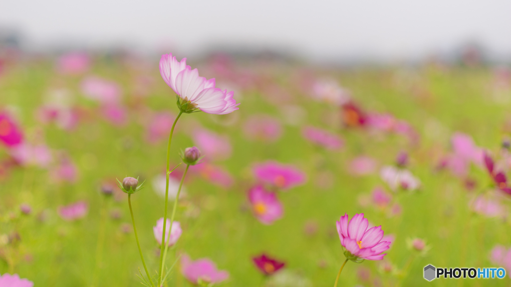 藤原宮跡のコスモス<2>