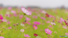 藤原宮跡のコスモス<2>