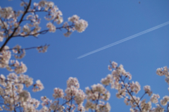 飛行機雲と桜