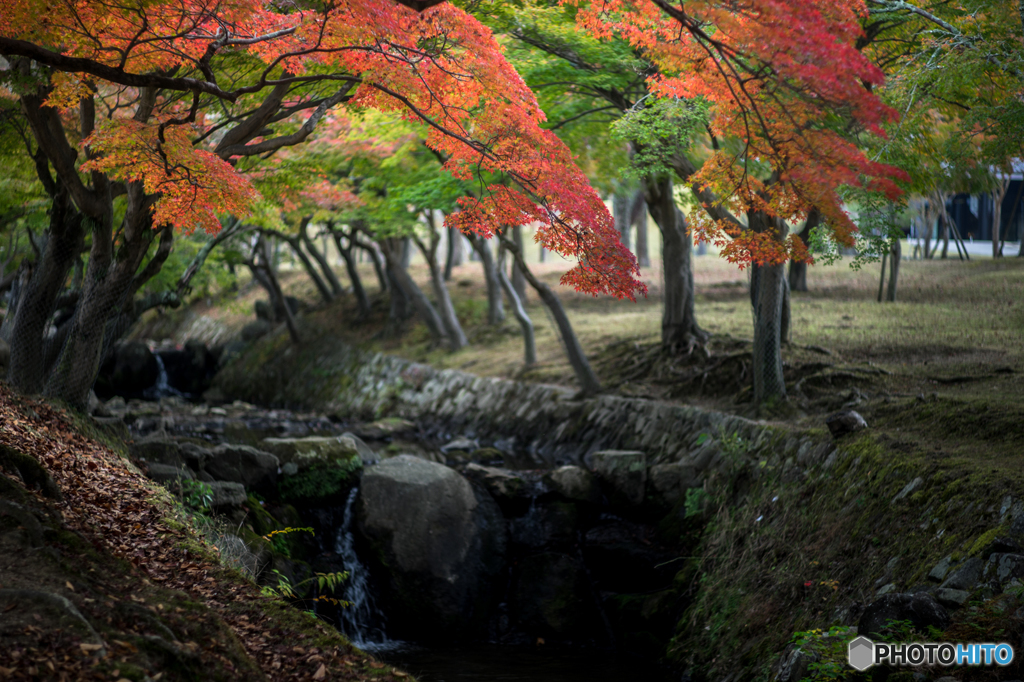 奈良公園の紅葉<8>