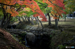 奈良公園の紅葉<8>