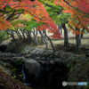 奈良公園の紅葉<8>