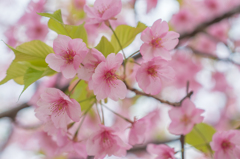 河津桜<3>