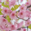 河津桜<3>