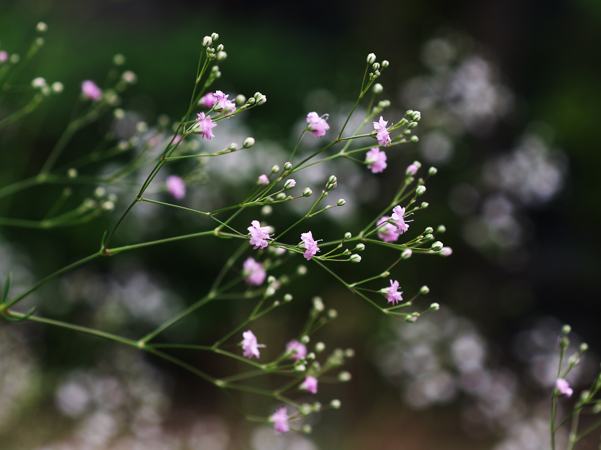 庭に咲く花