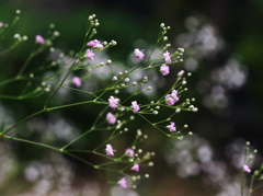 庭に咲く花