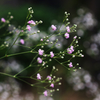 庭に咲く花