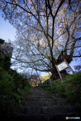 仏隆寺千年桜<5>