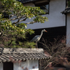 狙う
