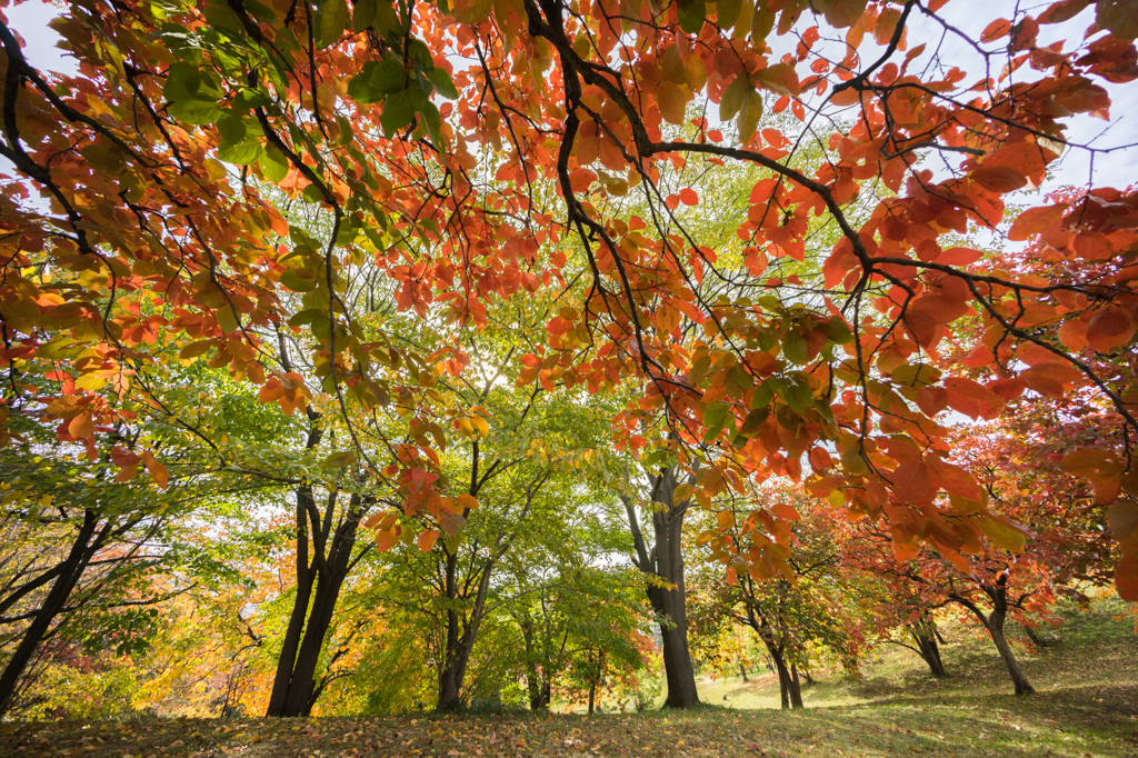 古室山古墳の紅葉<4>