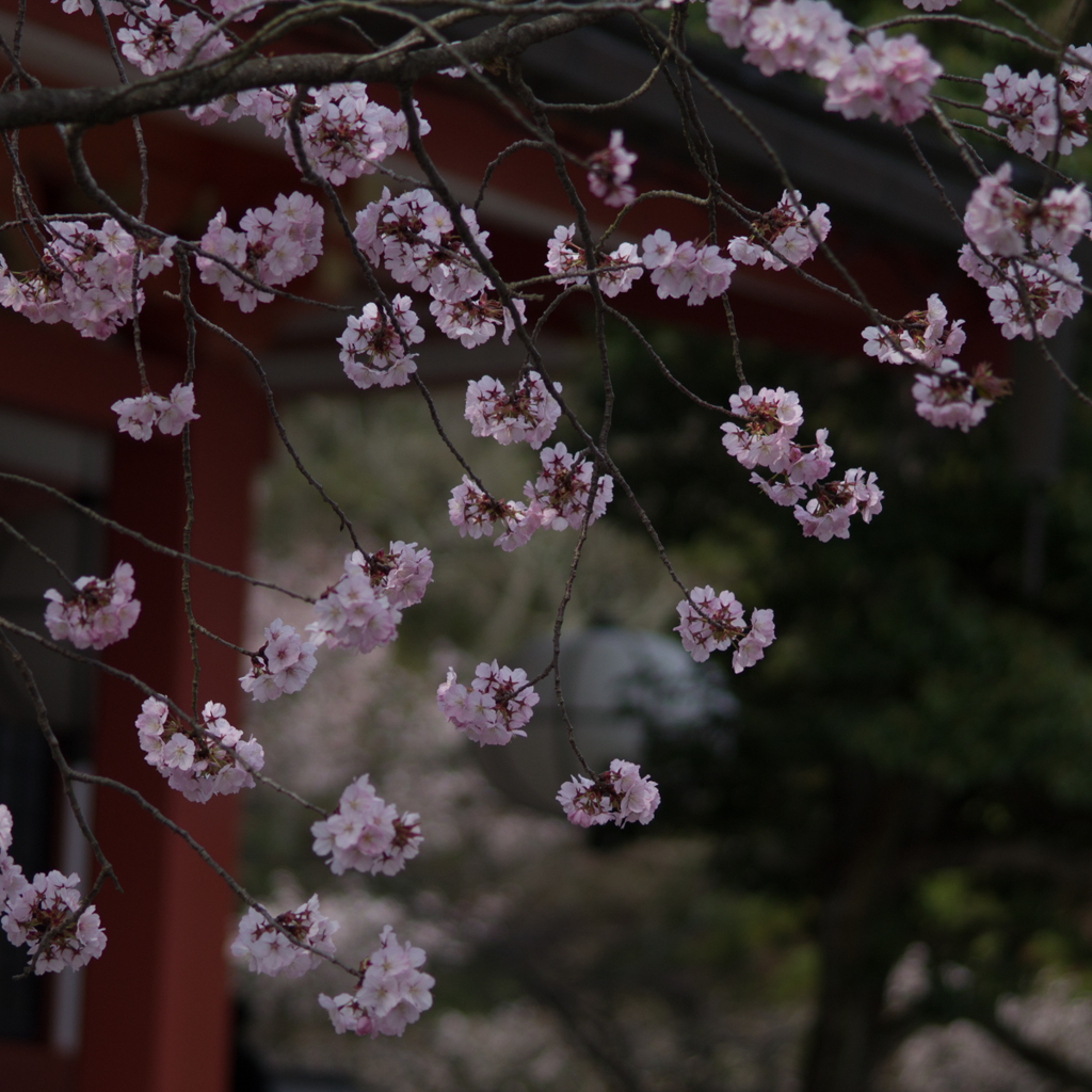 鞍馬寺　桜<4>