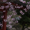 鞍馬寺　桜<4>
