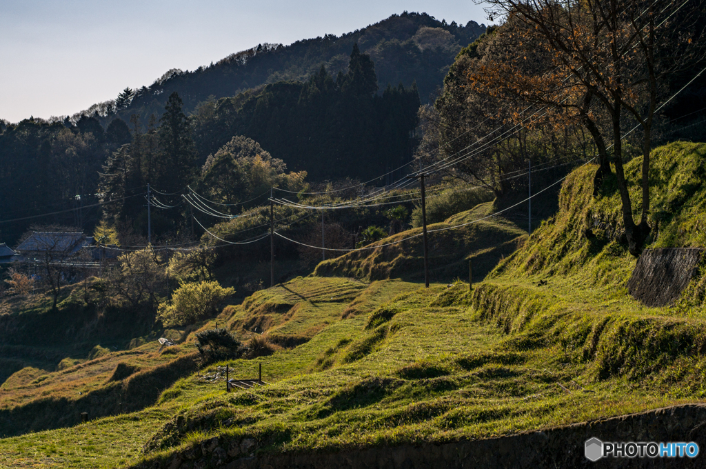 仏隆寺千年桜<9>