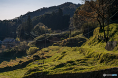 仏隆寺千年桜<9>