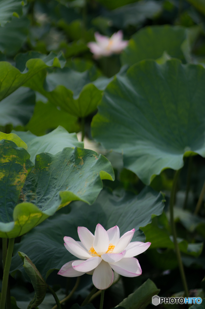 蓮の花 x2