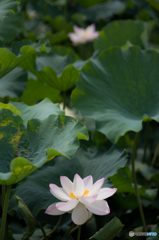 蓮の花 x2