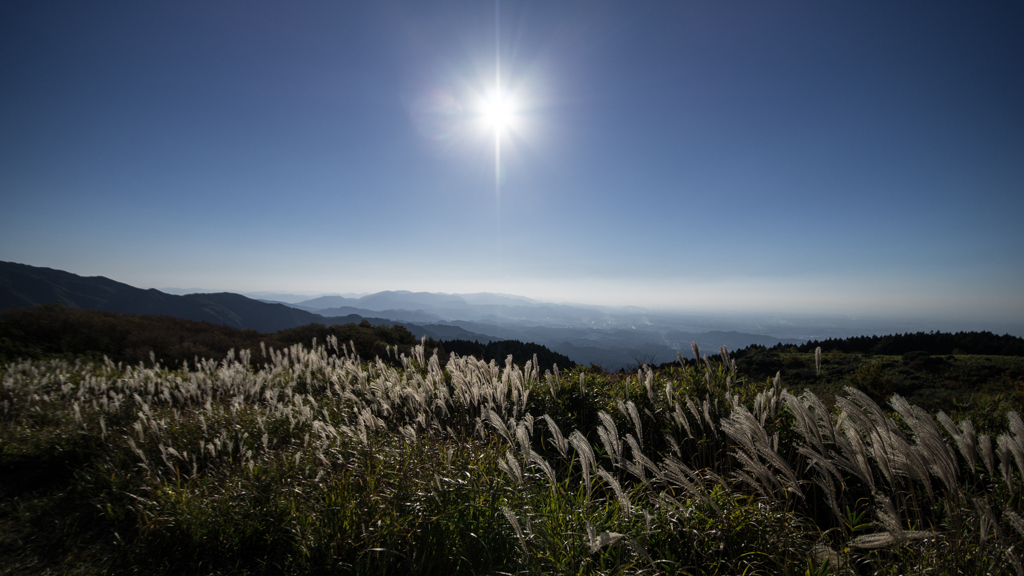葛城山のススキ<1>