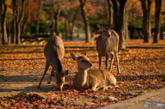 奈良公園の朝<2>
