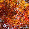 紅葉<燃える>