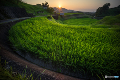 下赤坂棚田風景<4>