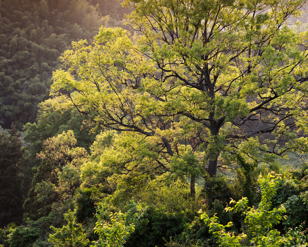 光浴びて、新緑