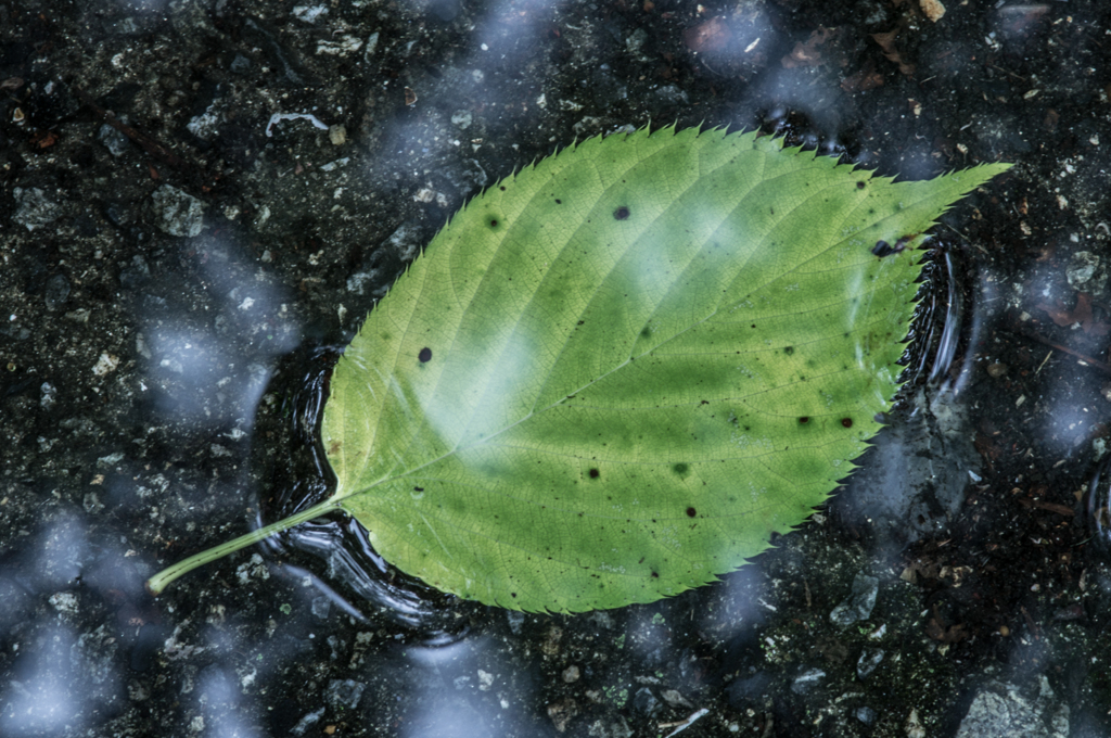 本日の葉っぱ(20140713)