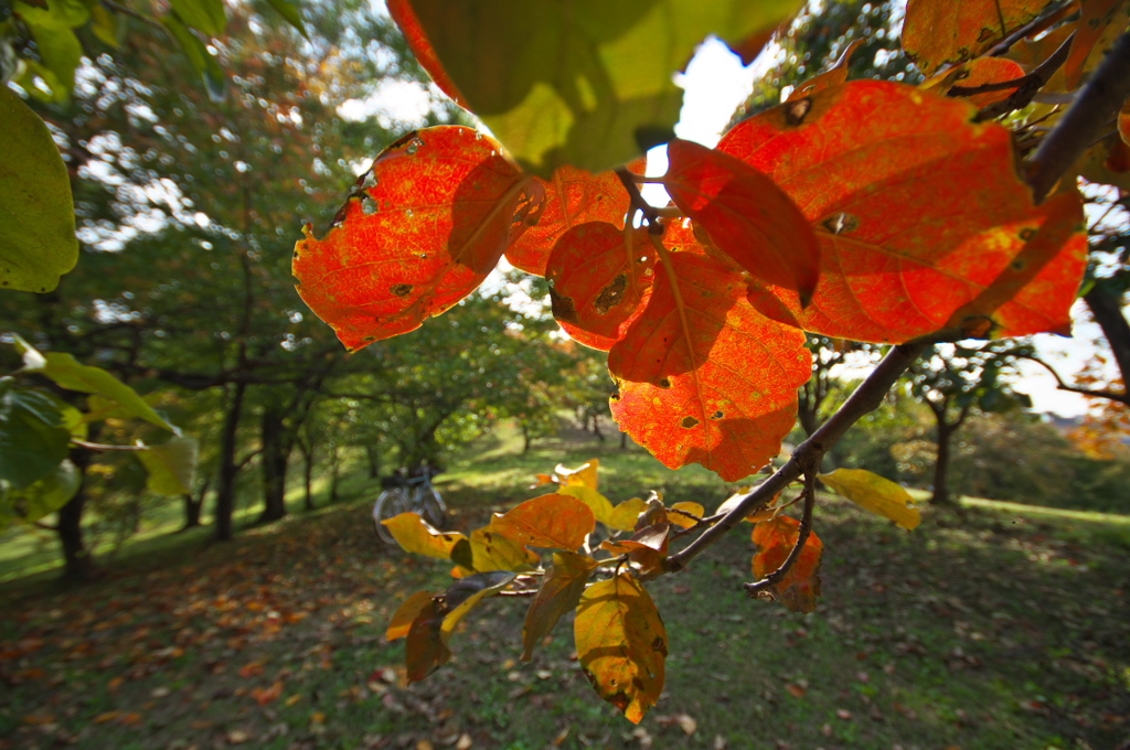 紅いの葉と相棒