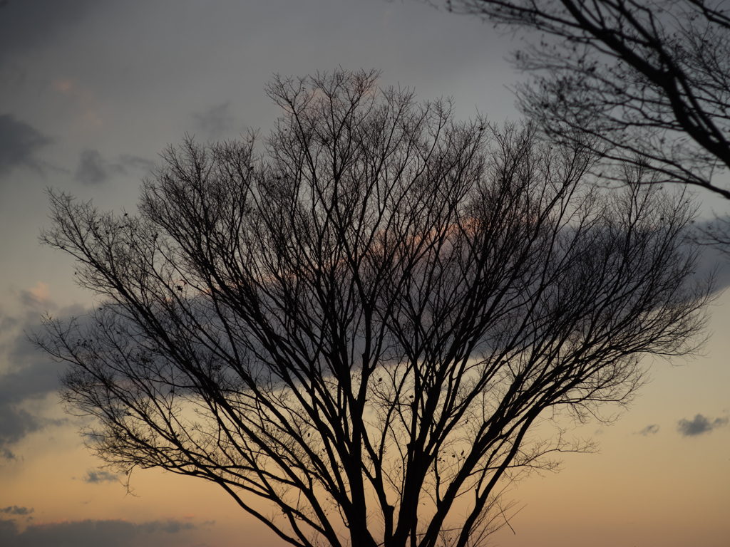 夕空と樹<2>