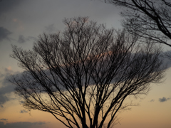 夕空と樹<2>