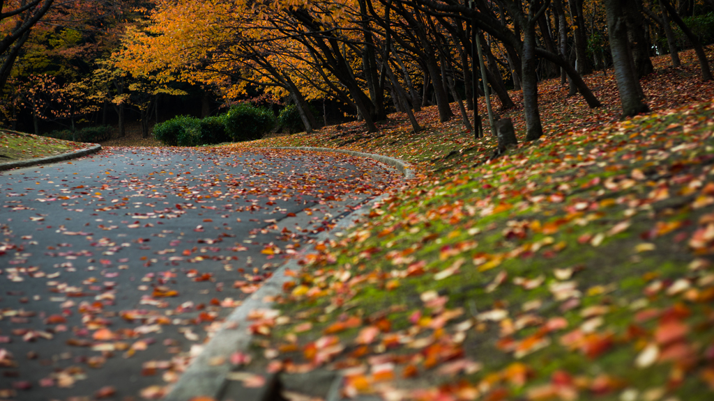 落ち葉の向こう